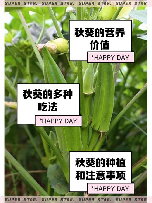 秋葵小蝌蚪抖音视频为何突然爆火?揭秘背后3大创作秘诀与流量密码 秋葵小蝌蚪抖音视频为何突然爆火?揭秘背后3大创作秘诀与流量密码