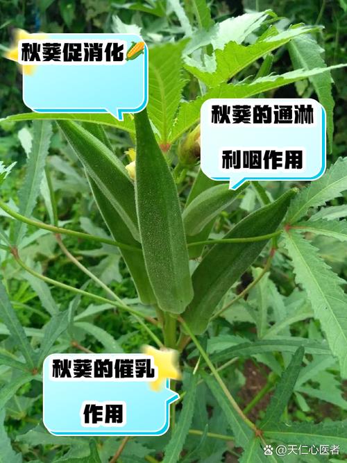 秋葵小蝌蚪抖音视频为何突然爆火?揭秘背后3大创作秘诀与流量密码 秋葵小蝌蚪抖音视频为何突然爆火?揭秘背后3大创作秘诀与流量密码