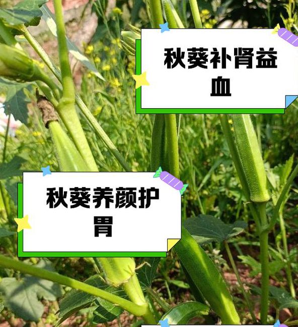 秋葵小蝌蚪抖音视频为何突然爆火?揭秘背后3大创作秘诀与流量密码 秋葵小蝌蚪抖音视频为何突然爆火?揭秘背后3大创作秘诀与流量密码