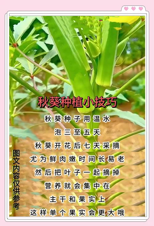 5种秋葵茄子丝瓜绿巨人的家庭种植秘诀：轻松收获丰收蔬菜