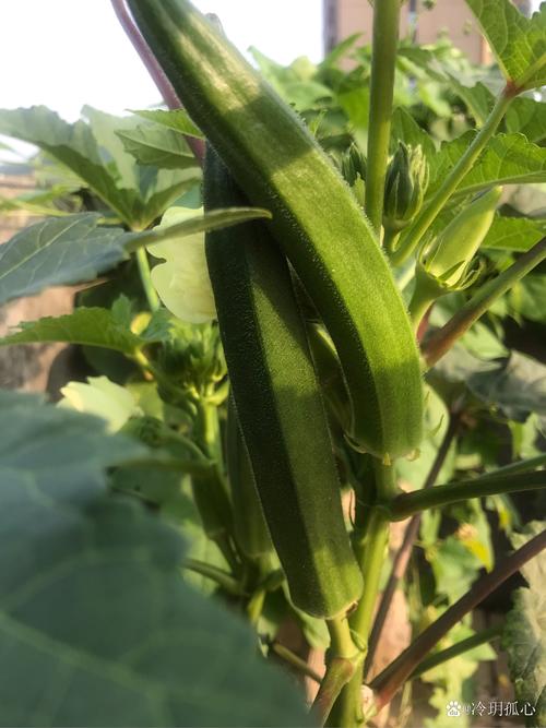 5种秋葵茄子丝瓜绿巨人的家庭种植秘诀：轻松收获丰收蔬菜
