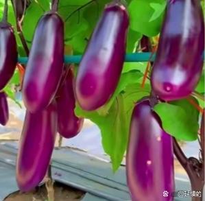 5种秋葵茄子丝瓜绿巨人的家庭种植秘诀：轻松收获丰收蔬菜