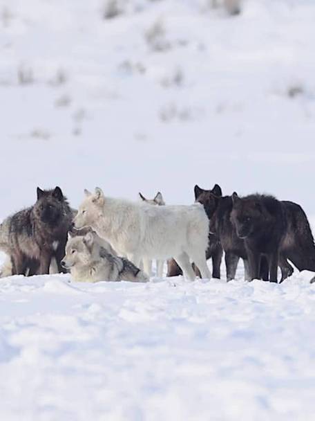 狼群社区视频在线观看
