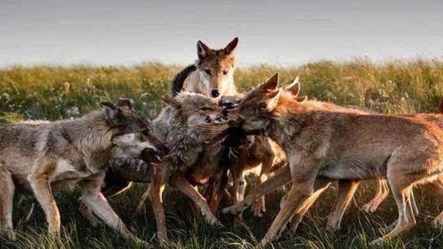 狼群社区视频在线观看