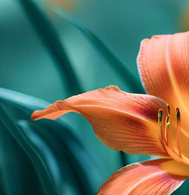 俄罗斯victory day14忘忧草在线观看