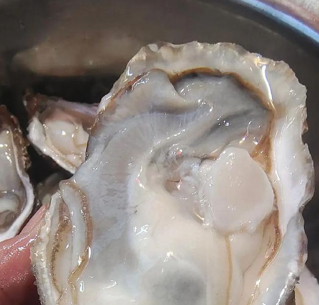 生蚝视频普通下载