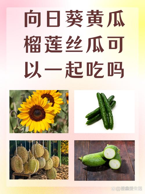 榴莲芭乐丝瓜秋葵草莓向日葵