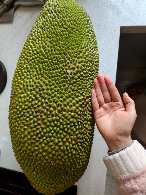 菠萝菠萝蜜免费观看完整版