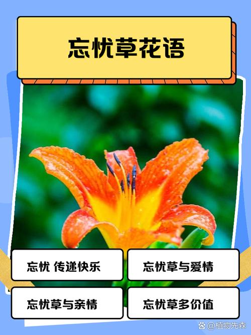 忘忧草磁力猫官网