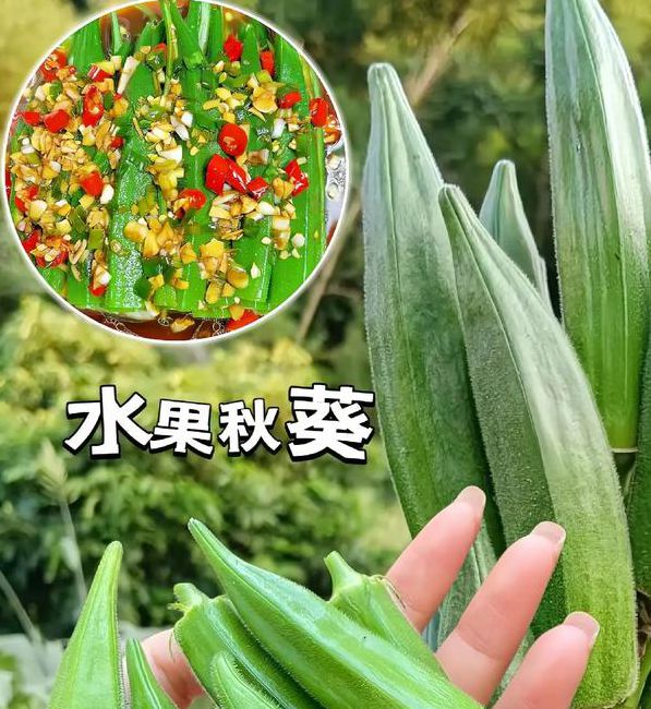 蕾丝草莓榴莲向日葵秋葵大全