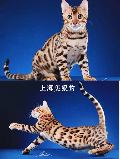 豹猫直播