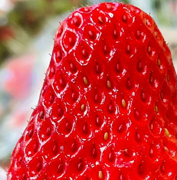 xfb幸福宝草莓视频