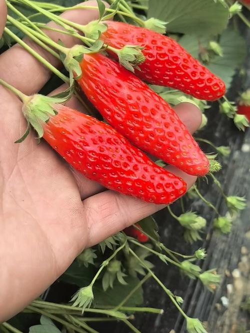 茄子香蕉榴莲草莓