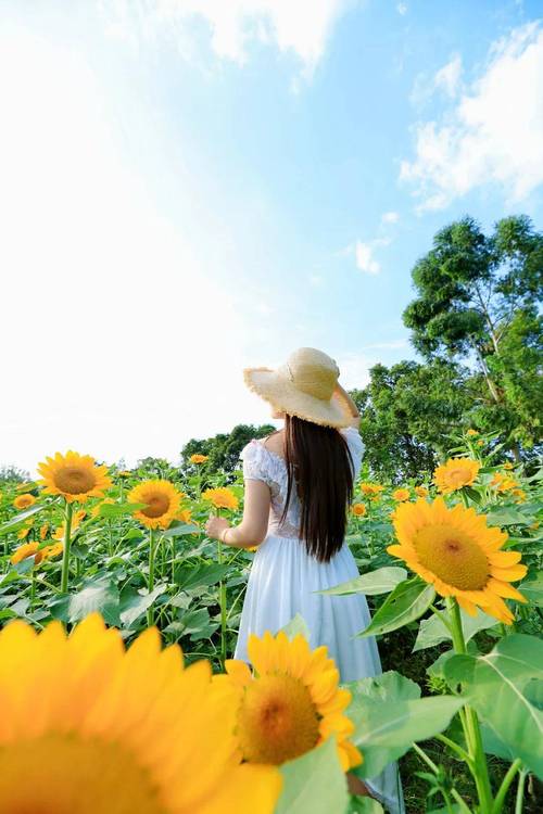 向日葵草莓视频小猪多人运动