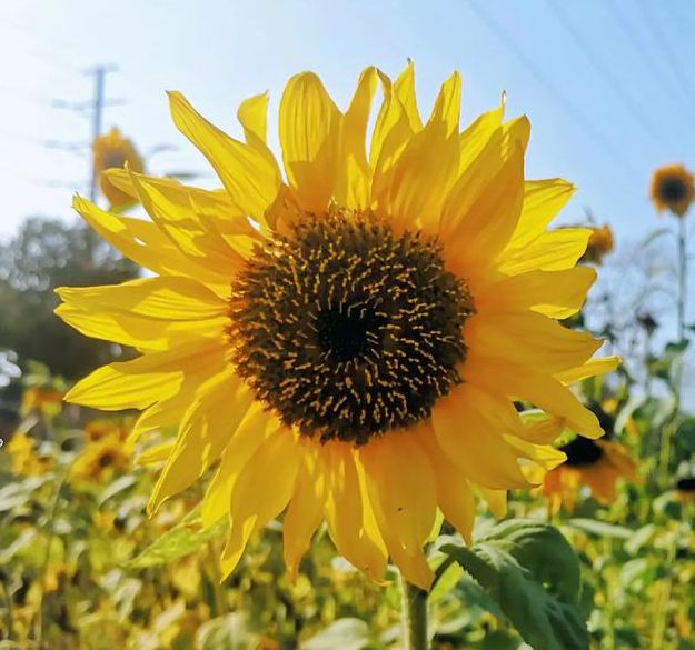 向日葵草莓视频小猪多人运动