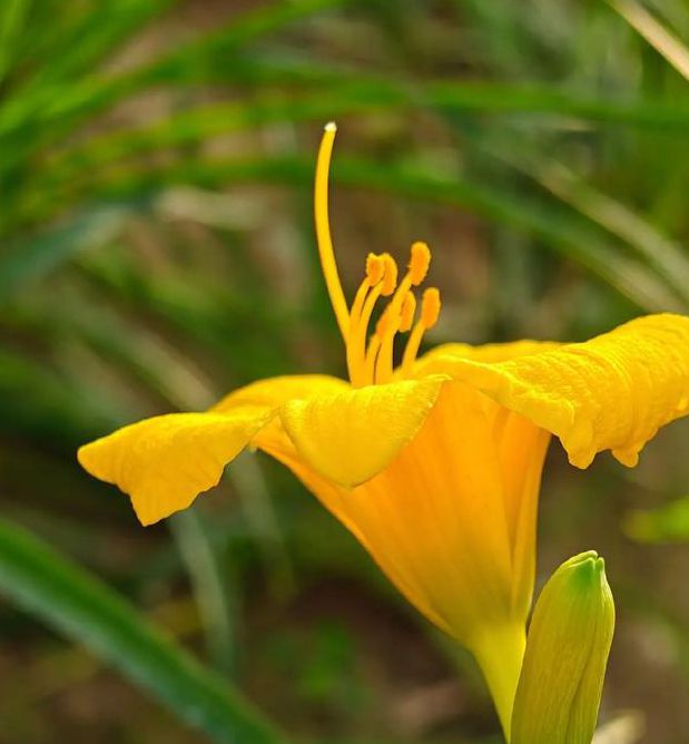 wyc.忘忧草app入口