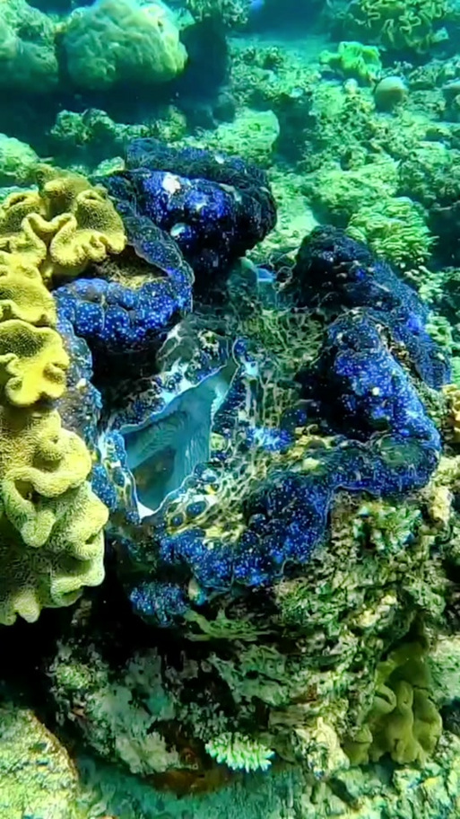 贝壳视频免费资源