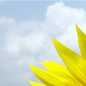 xrk1_3_0ark向日葵无限看免费版