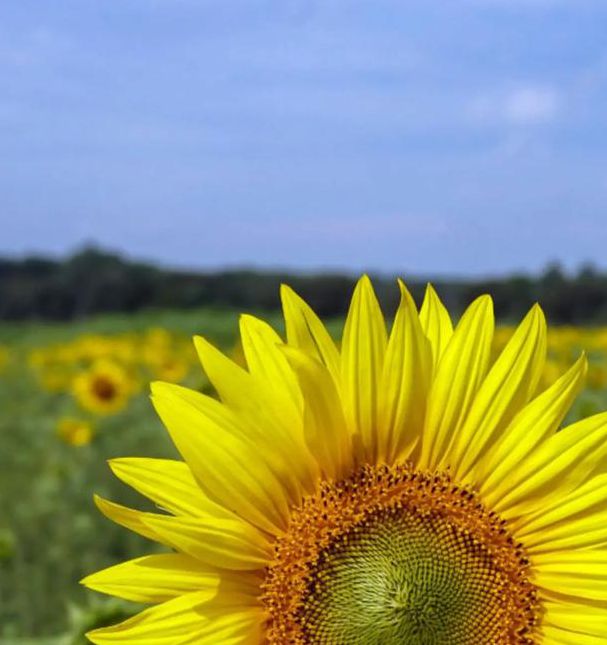 XRK1_3_0ARK向日葵无限下载