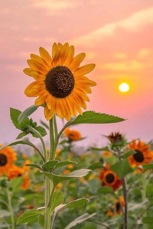 XRK1_3_0ARK向日葵无限下载