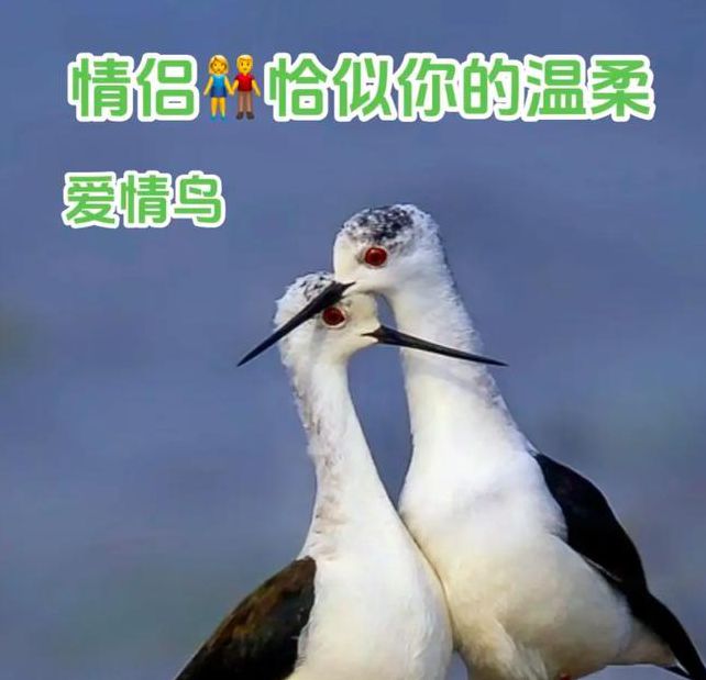 爱情鸟视频资源在线观看