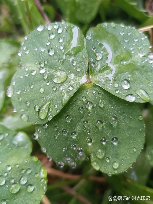 绿巨人草莓视频秋葵视频