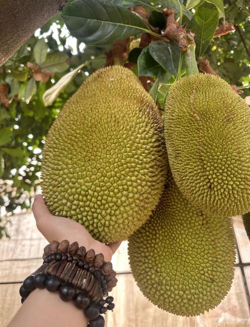 菠萝菠萝蜜免费观看完整版