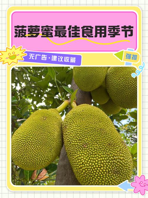 菠萝菠萝蜜免费观看完整版