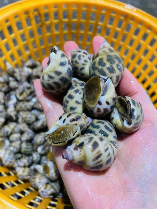 小花螺直播高清版