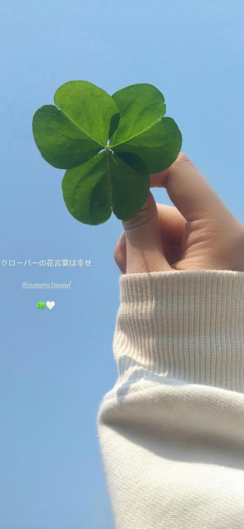 四叶草俏佳人APP