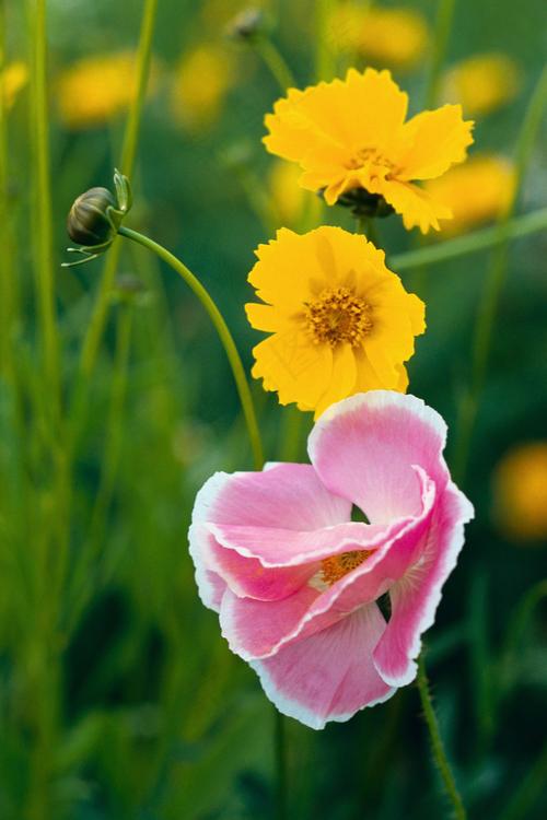 野花社区免费观看高清在线