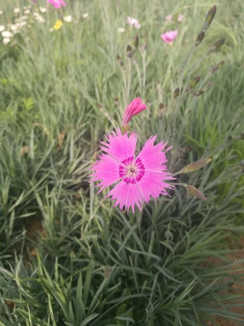 野花社区免费观看高清在线