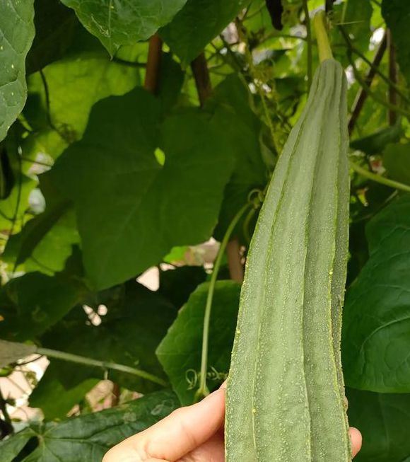 芭乐丝瓜18观看