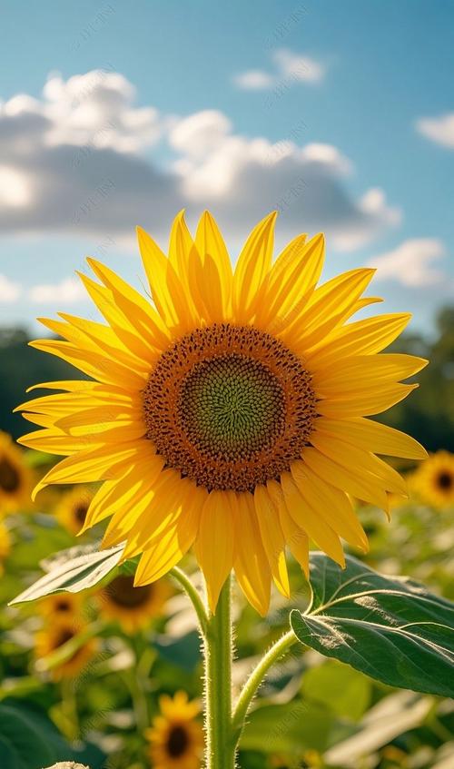 向日葵APP下载汅API免费站长统计百度网盘