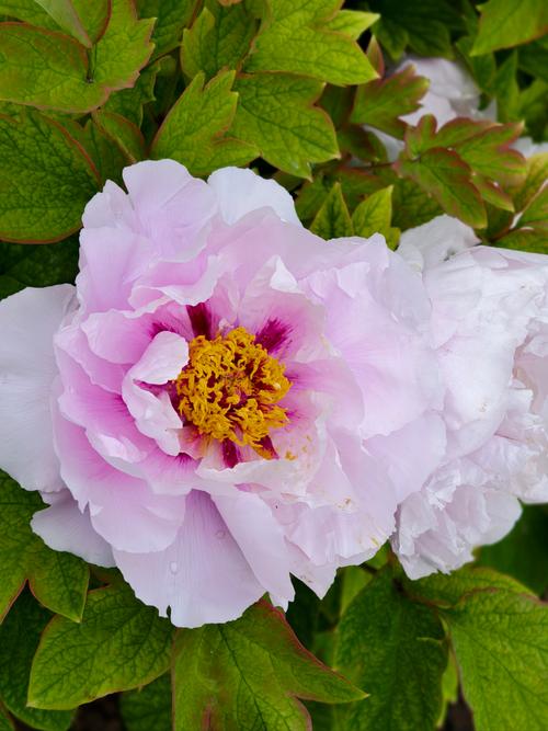 国色天香视频安卓版