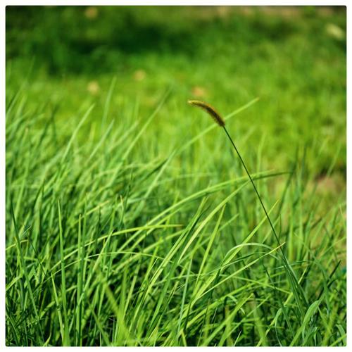 小草免费视频播放