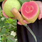 秋葵小蝌蚪榴莲富二代无限制