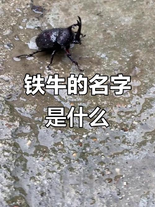 铁牛高清视频在线