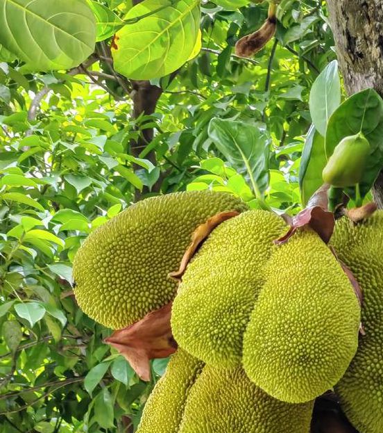 菠萝菠萝蜜免费观看完整版