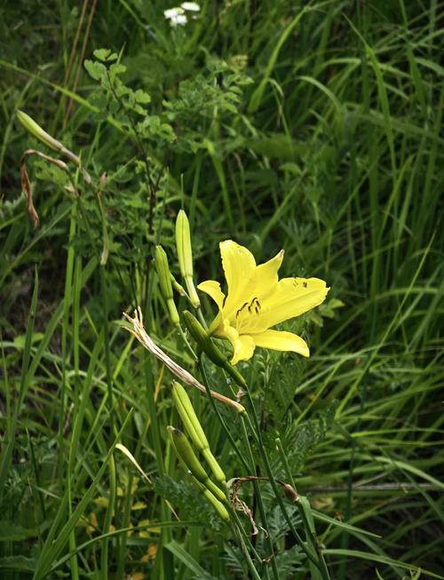 俄罗斯victory day14忘忧草在线观看