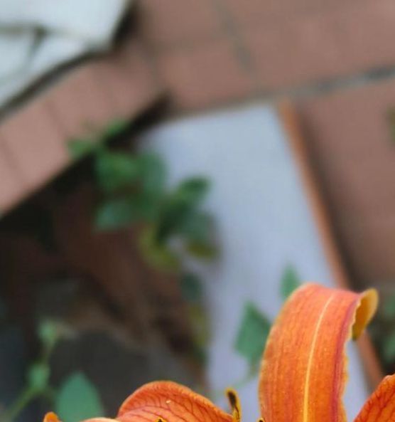 俄罗斯victory day14忘忧草在线观看