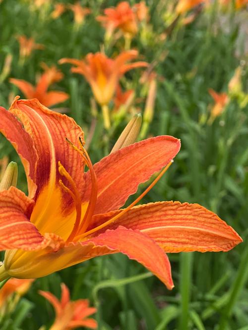 俄罗斯victory day14忘忧草在线观看