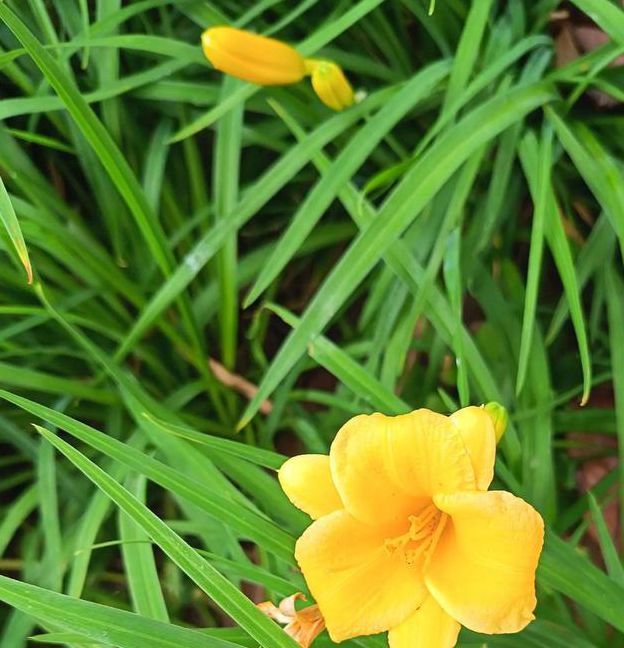 wyc.忘忧草app入口