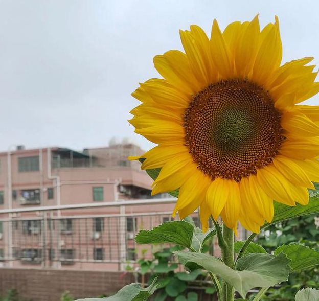 xrk1 3 0.apk向日葵