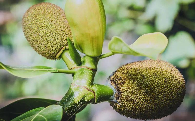 菠萝菠萝蜜免费视频观看大全