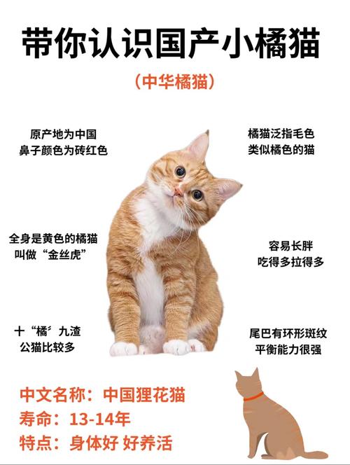 新版猫咪国产在线
