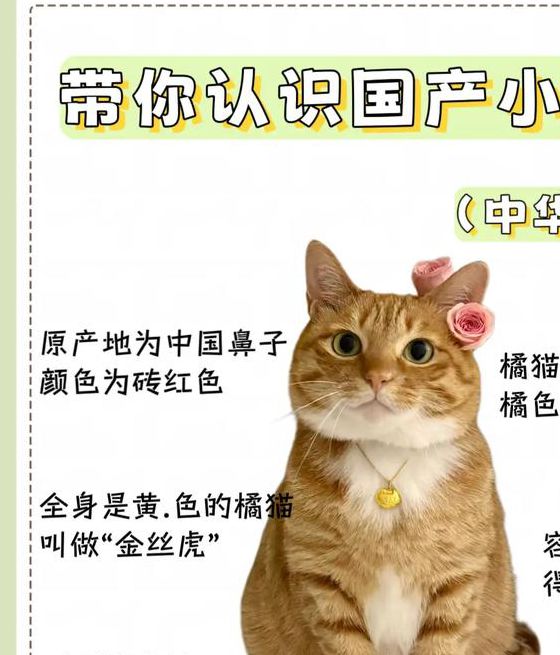 新版猫咪国产在线