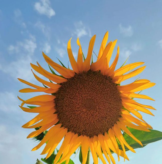 向日葵永久入口下载