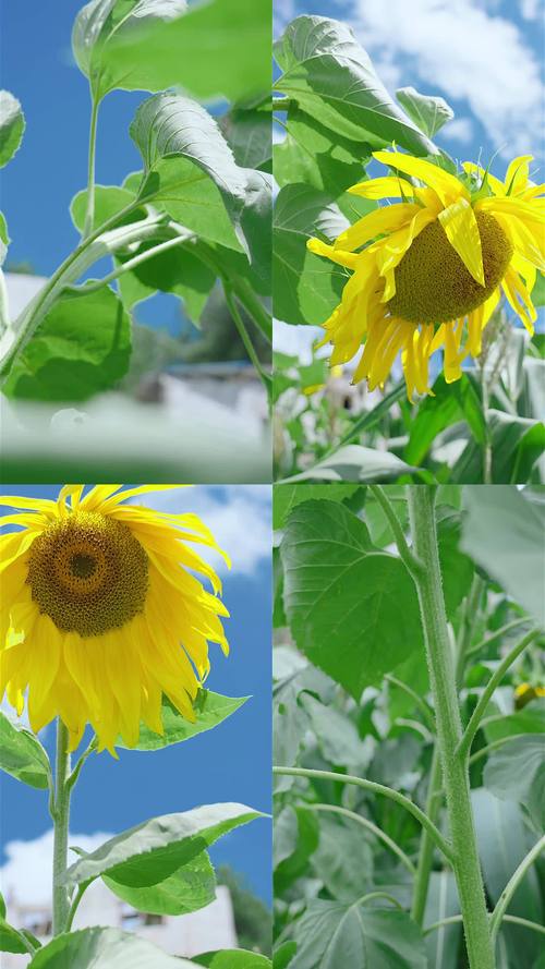 向日葵永久入口下载