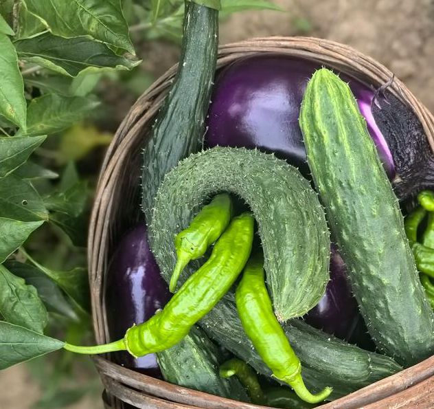 丝瓜黄瓜草莓茄子樱桃